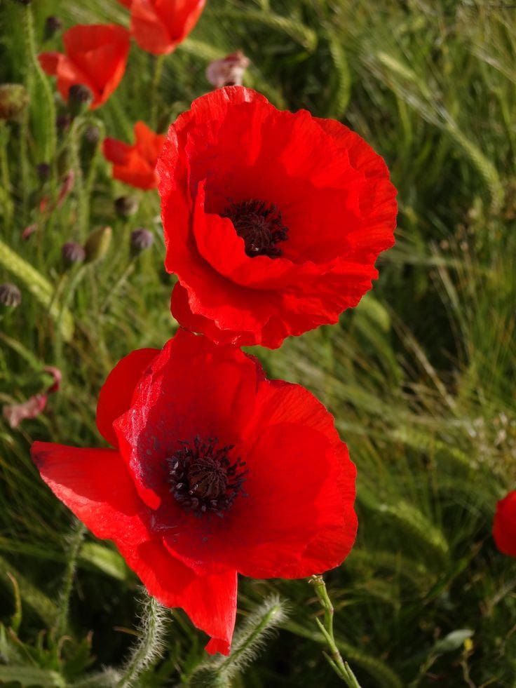 ALAFL Poppy