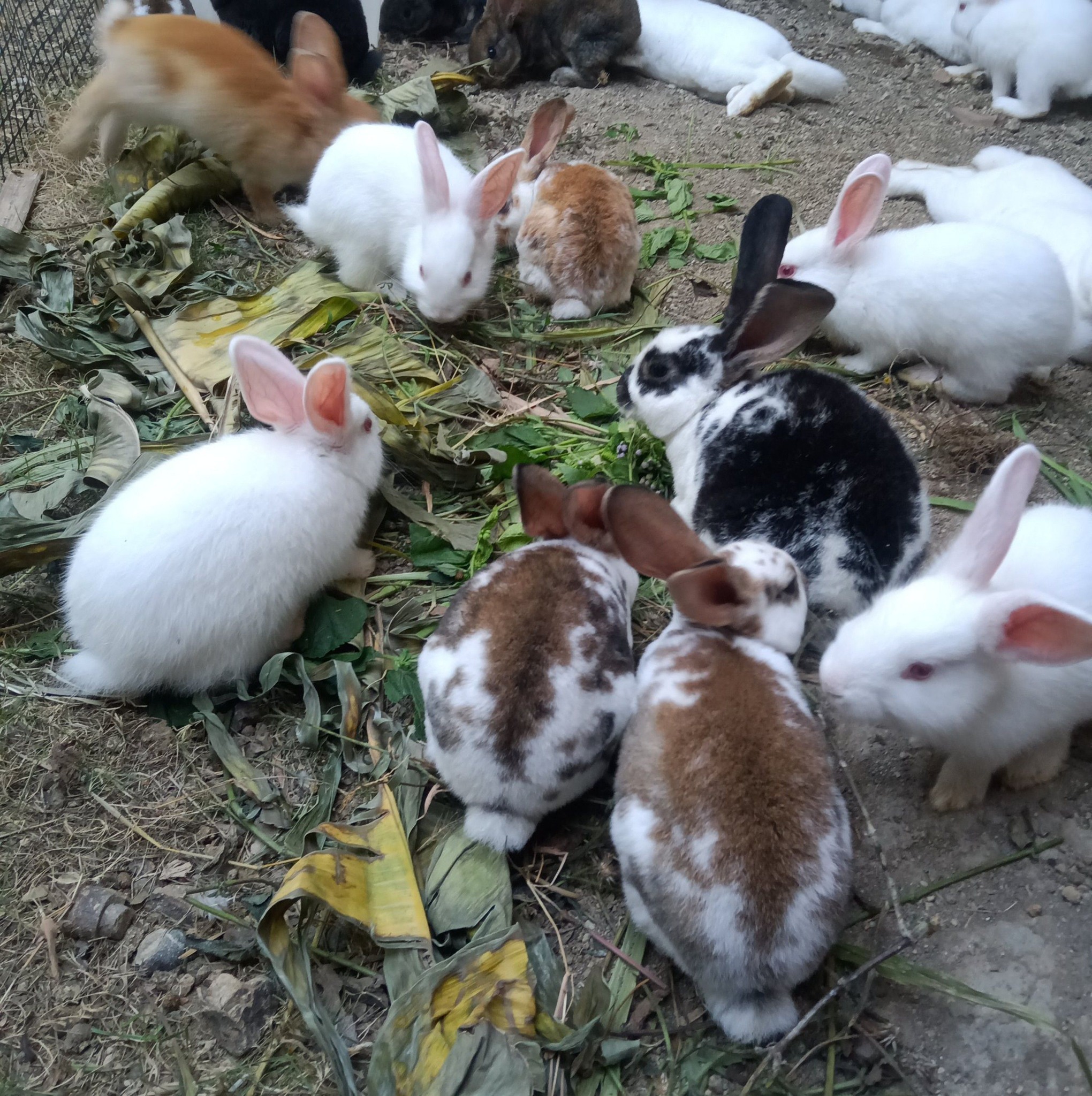 Cute bunny | AR Arifudin Rabity