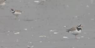 Common Ringed Plover spotted in Grays Harbor County, Moclips, WA