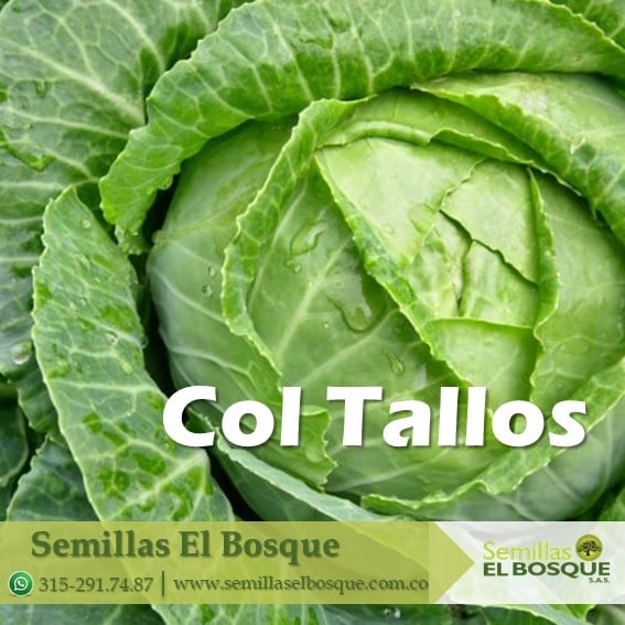 La col es un vegetal verde, fresco y... - Semillas El Bosque | Facebook