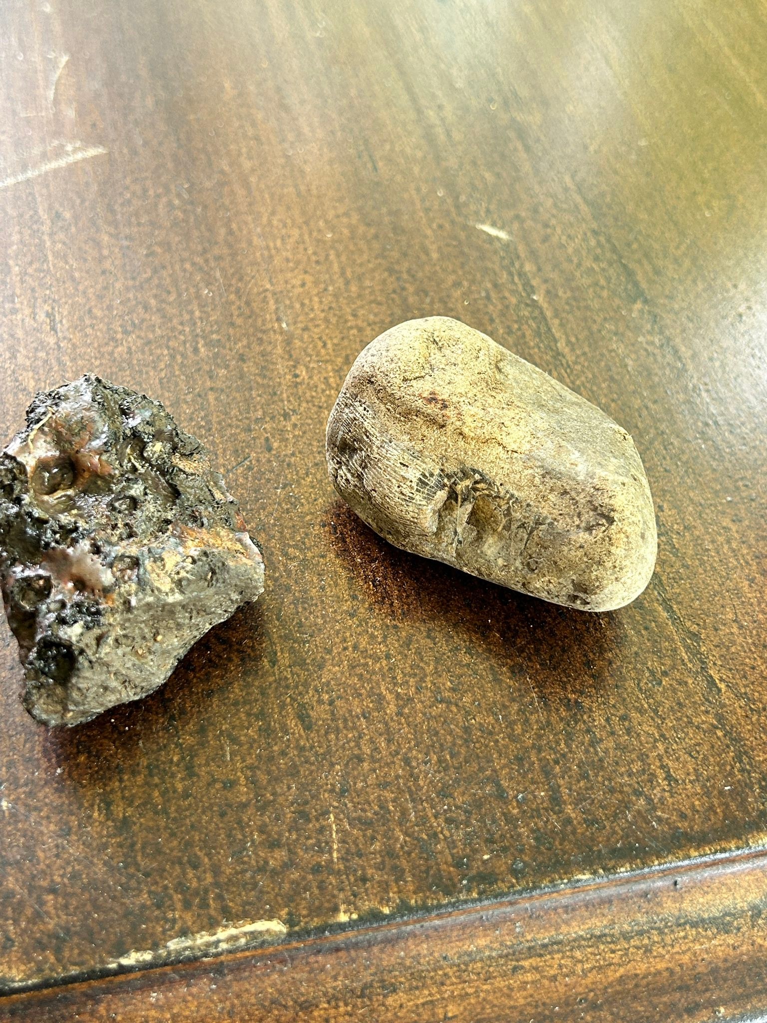 Coal clinker and horn coral found in Grass Lake, Michigan