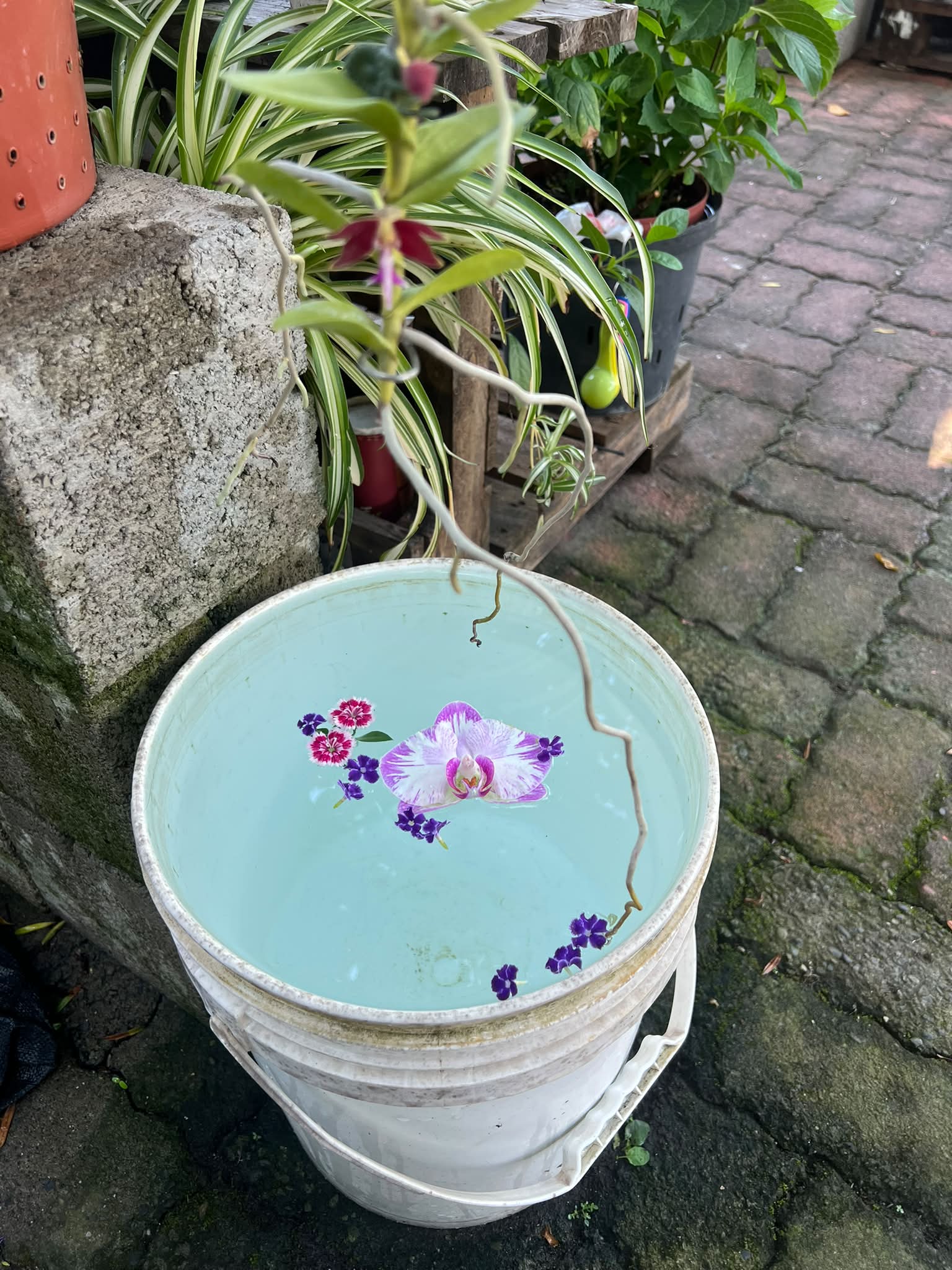 日本季末的繡球花