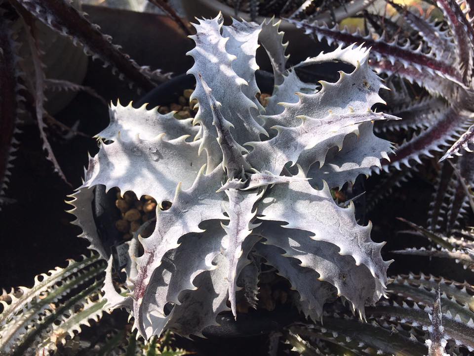 The Bill Baker clone of Dyckia dawsonii 🤩