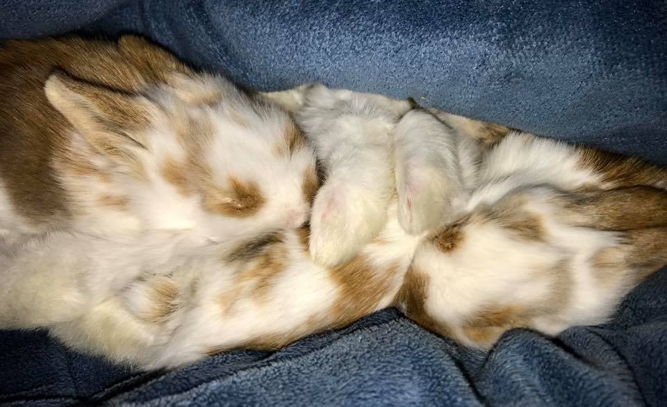 CottonTail Rabbit Rescue