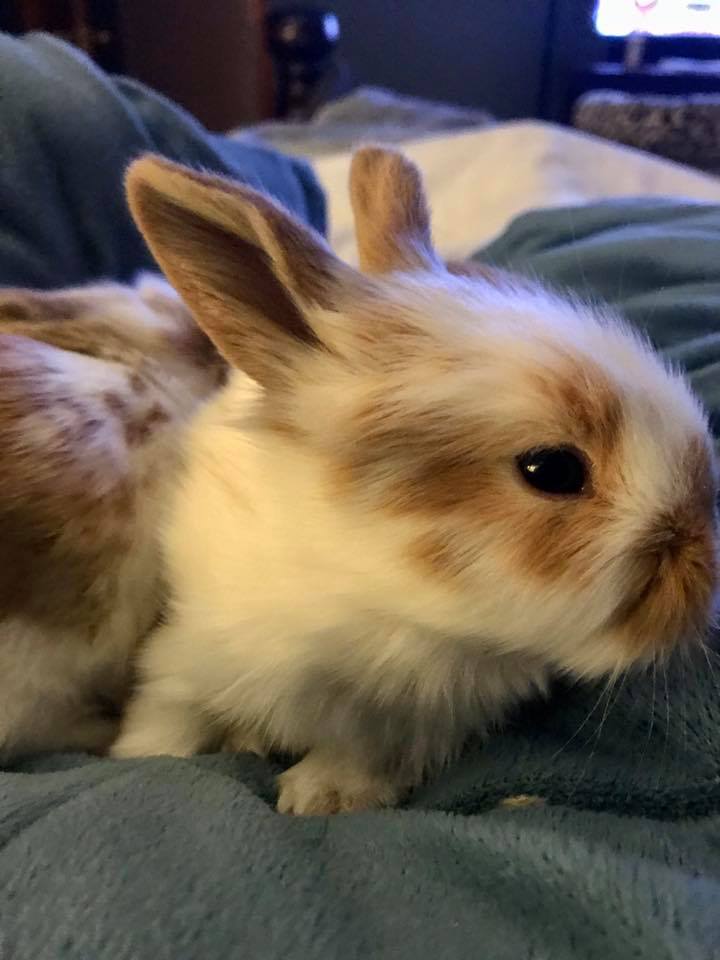 CottonTail Rabbit Rescue
