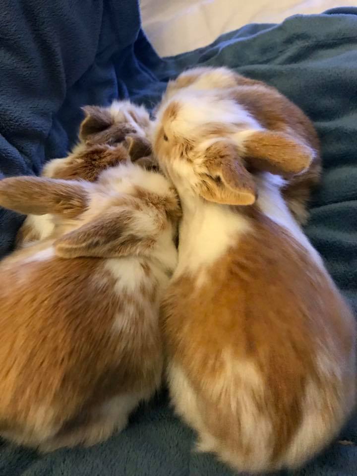 CottonTail Rabbit Rescue