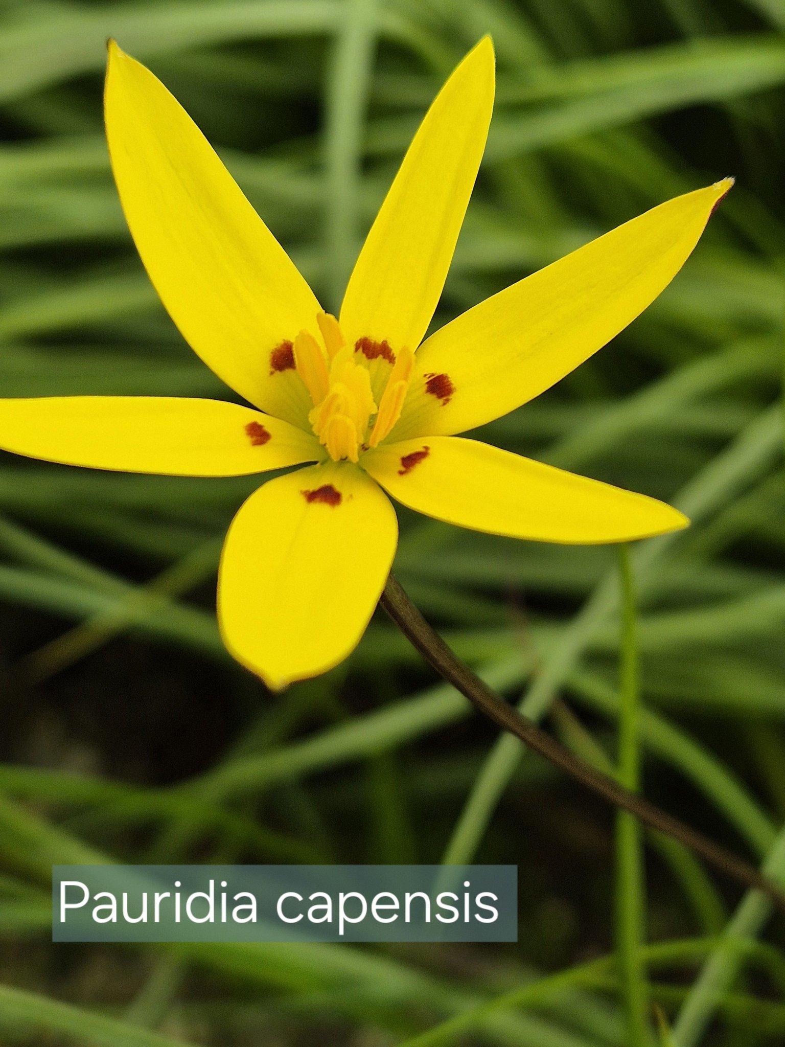 Pauridia capensis cape bulb description
