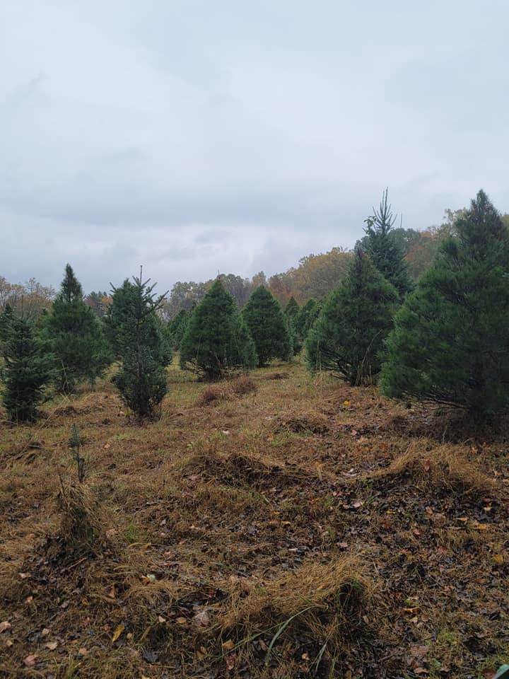 Sniders Tree Farm added a new photo. - Sniders Tree Farm