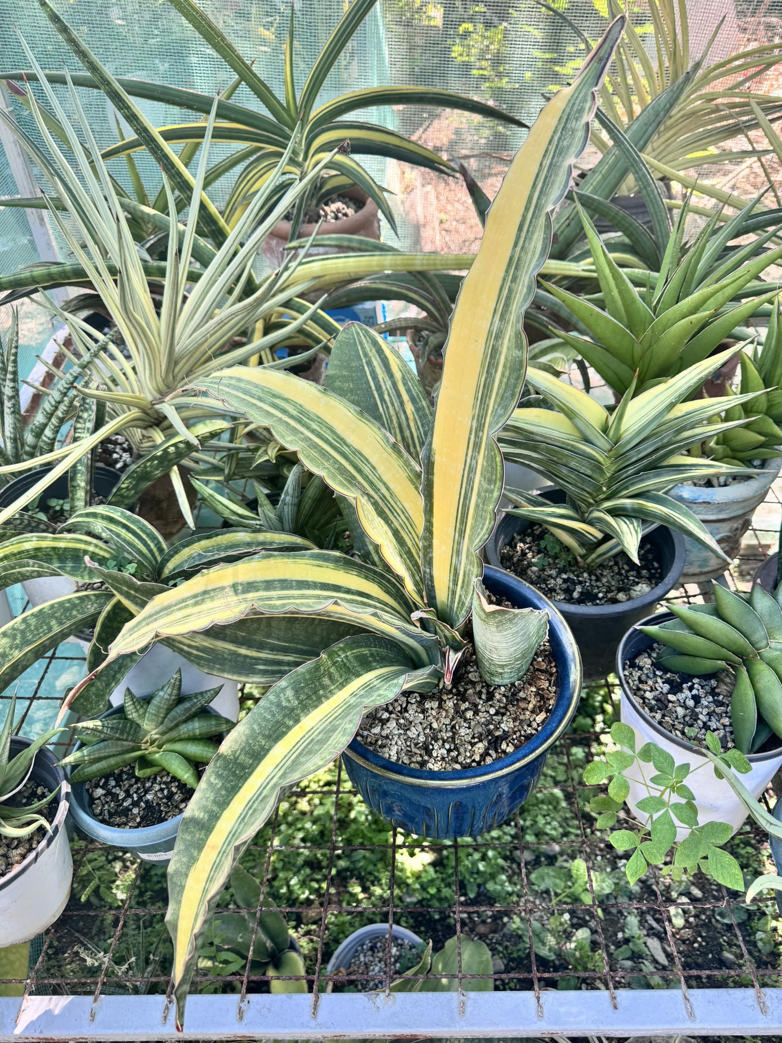 Sansevieria Harare Dragon Black plant