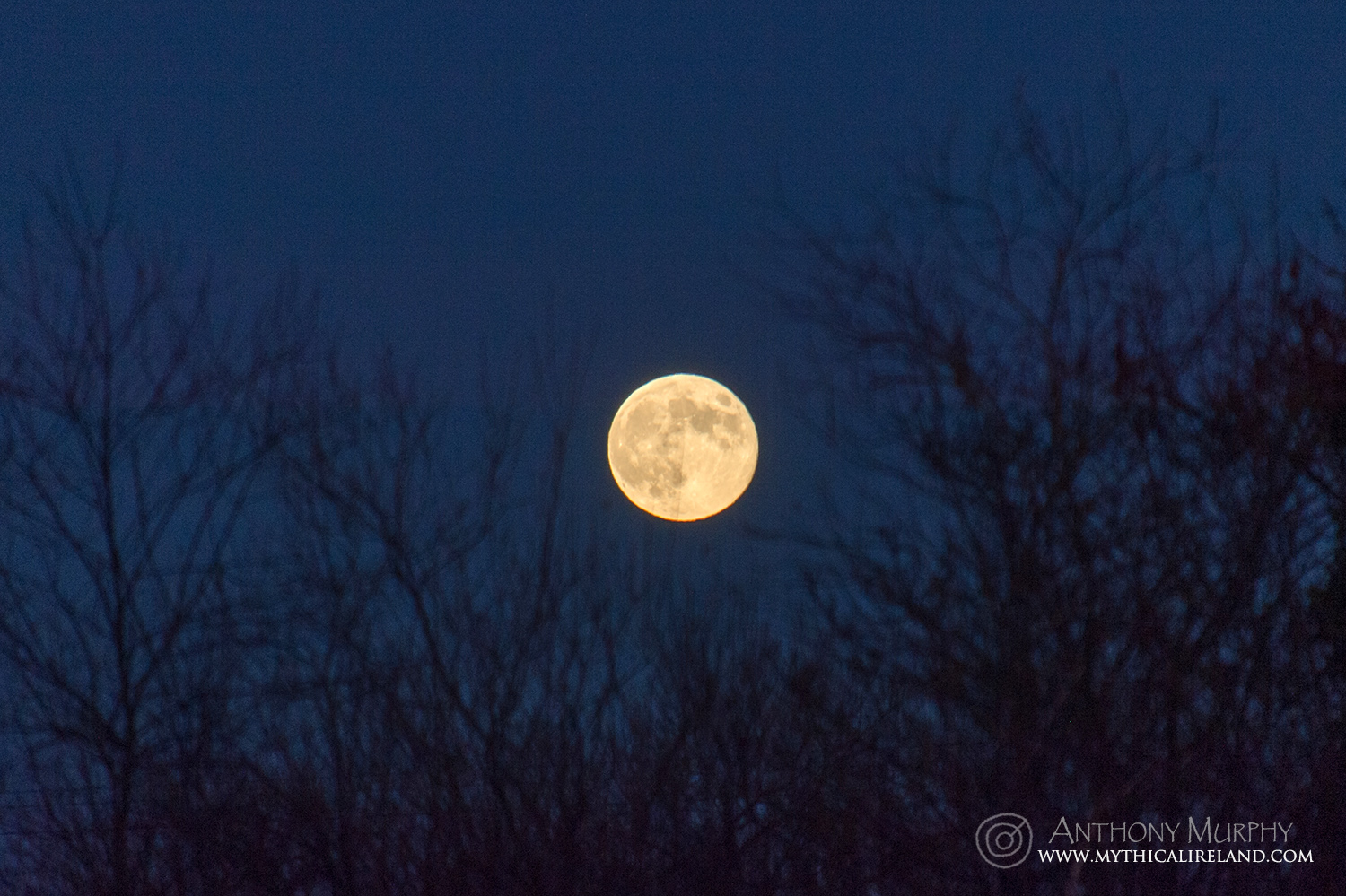 Mythical - Tonight's full moon rising at dusk through the trees along ...