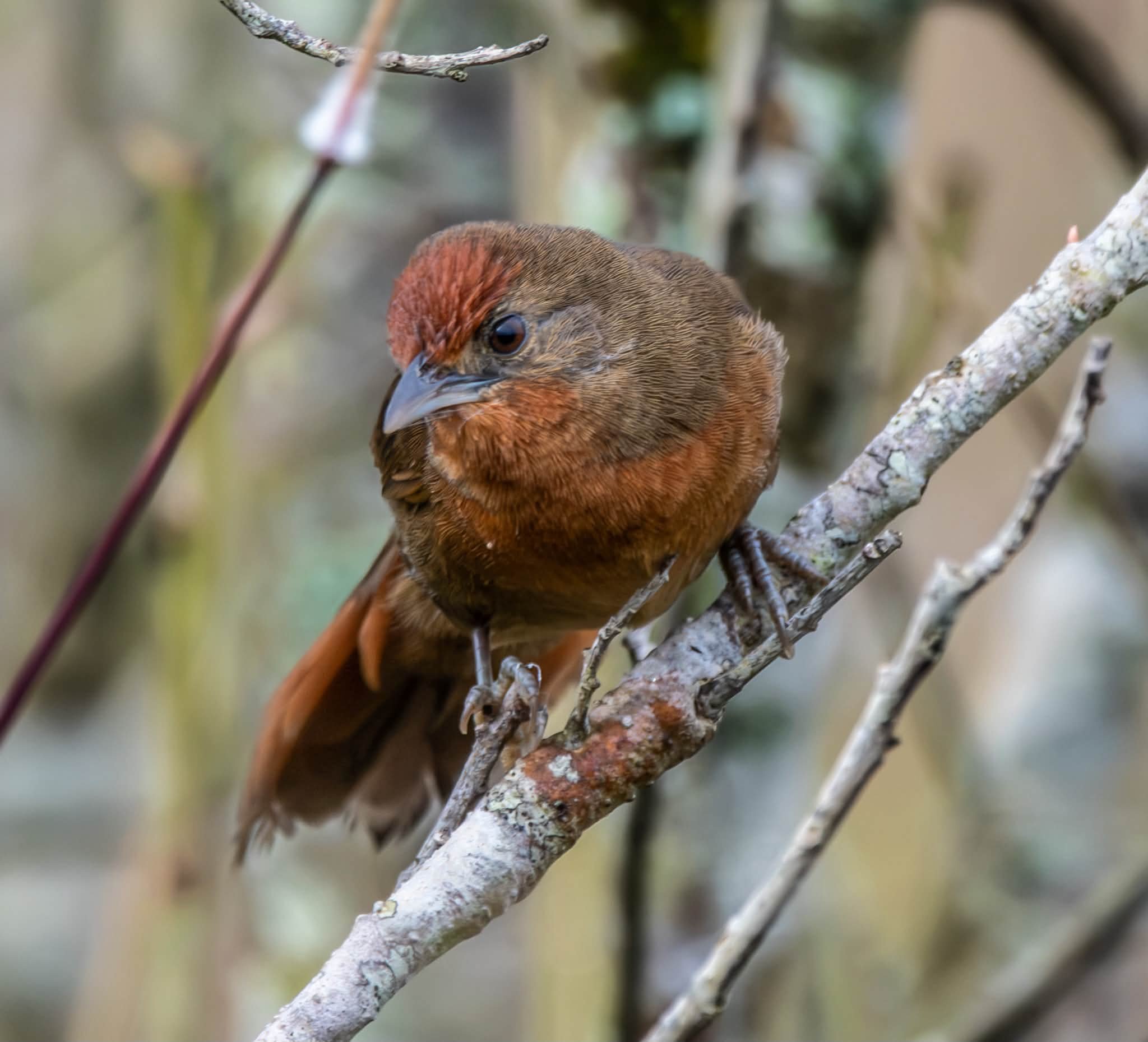 🇧🇷 João-botina-do-brejo 🇺🇸 Orange-breasted Thornbird