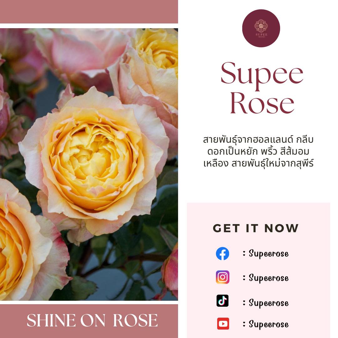 Shine on rose 🌹 สถานะ : พร้อมจำหน่าย กุหลาบน้องใหม่จากสวนสุพีร์โรส สวย ...