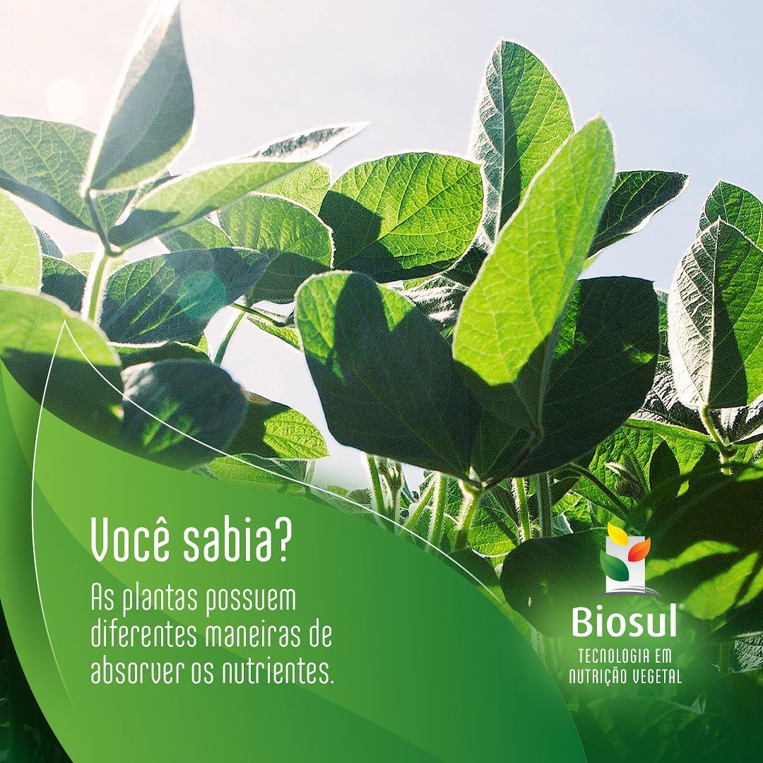 As plantas possuem diferentes... - Biosul Fertilizantes