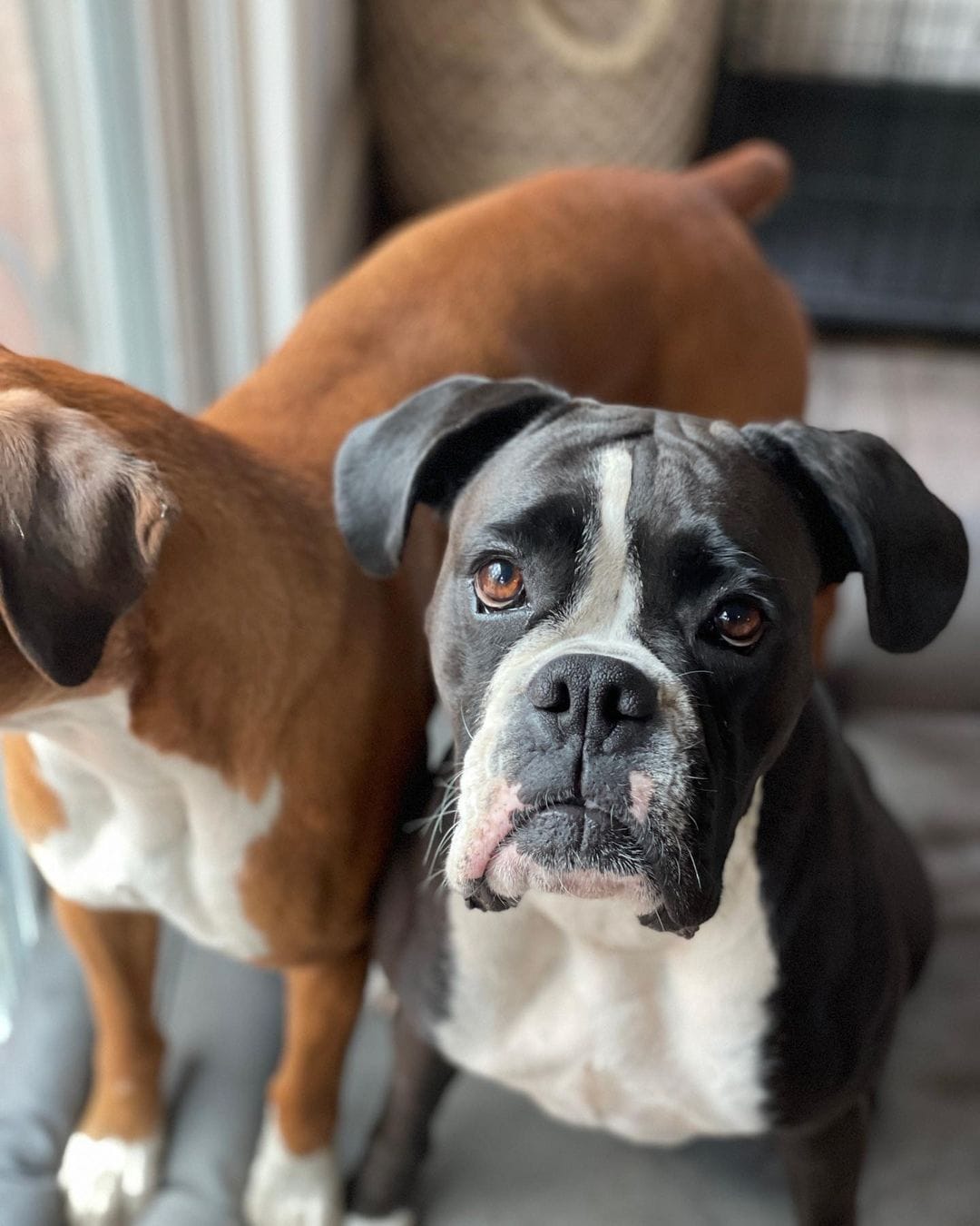 Home Raised Boxers