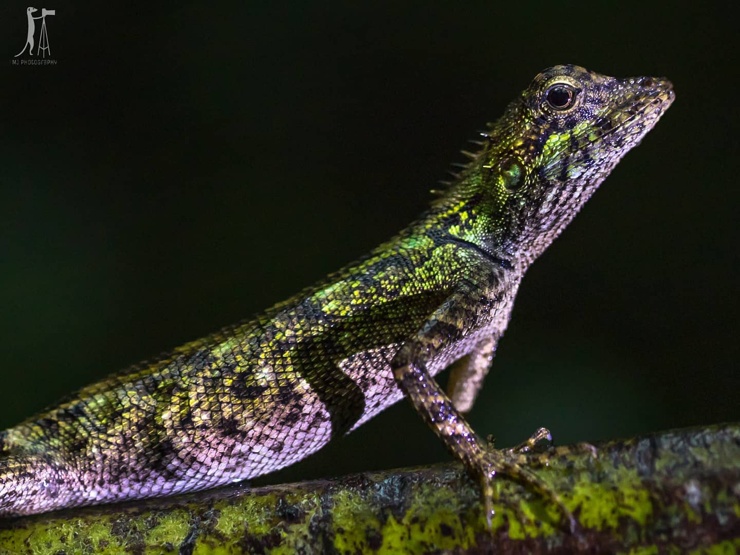 Wildlifeology - The Roux’s forest calotes Calotes rouxii,... | Facebook