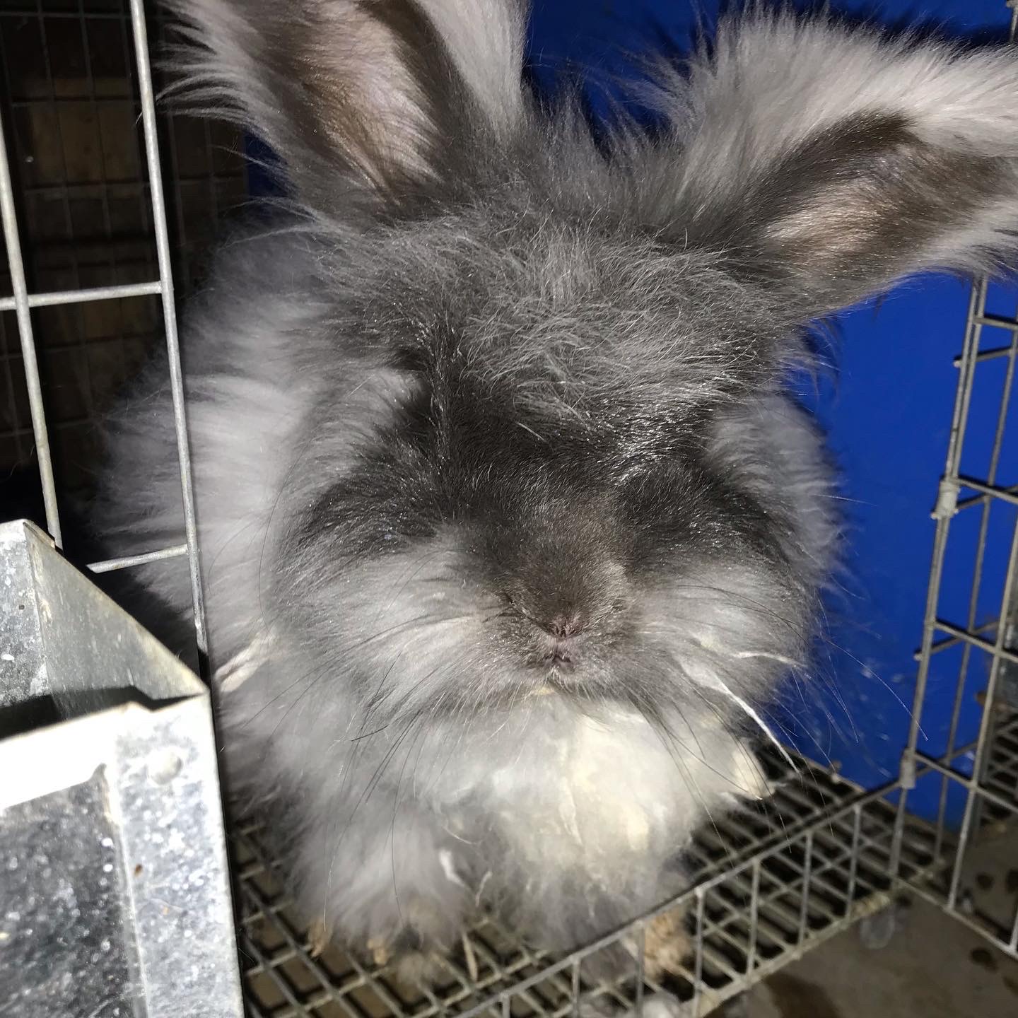 Pulaski Fluff Rabbitry - Giant Angora Rabbits in Jackson, MI