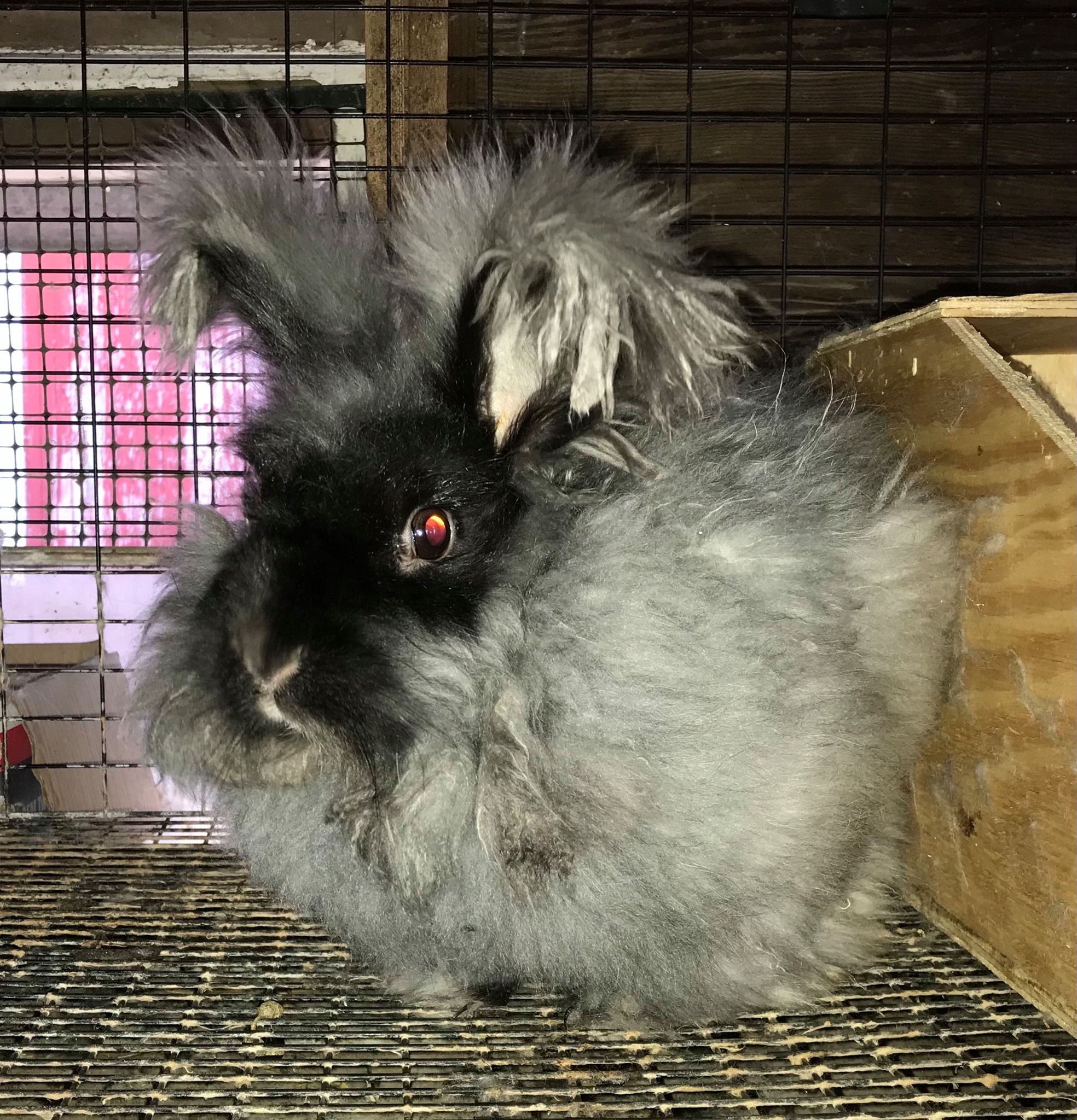 Pulaski Fluff Rabbitry - Giant Angora Rabbits in Jackson, MI