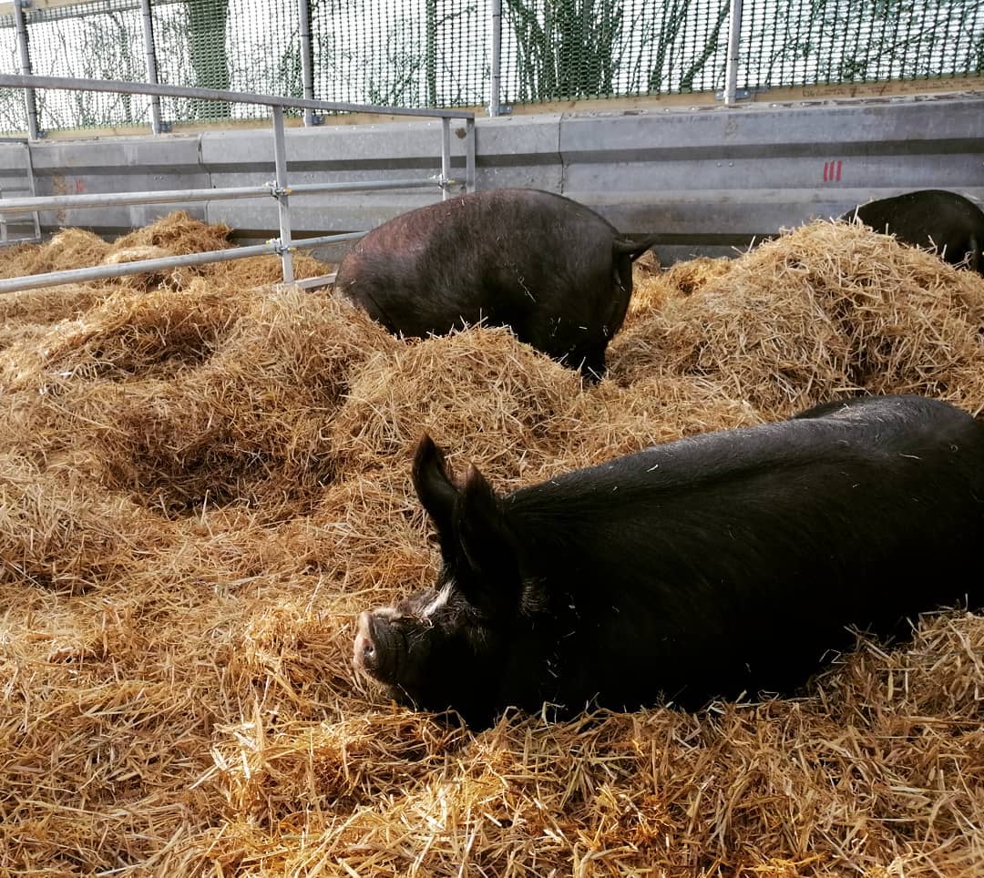 Maypole Pork - 🐽🎉 After months of delays, heartache and... | Facebook