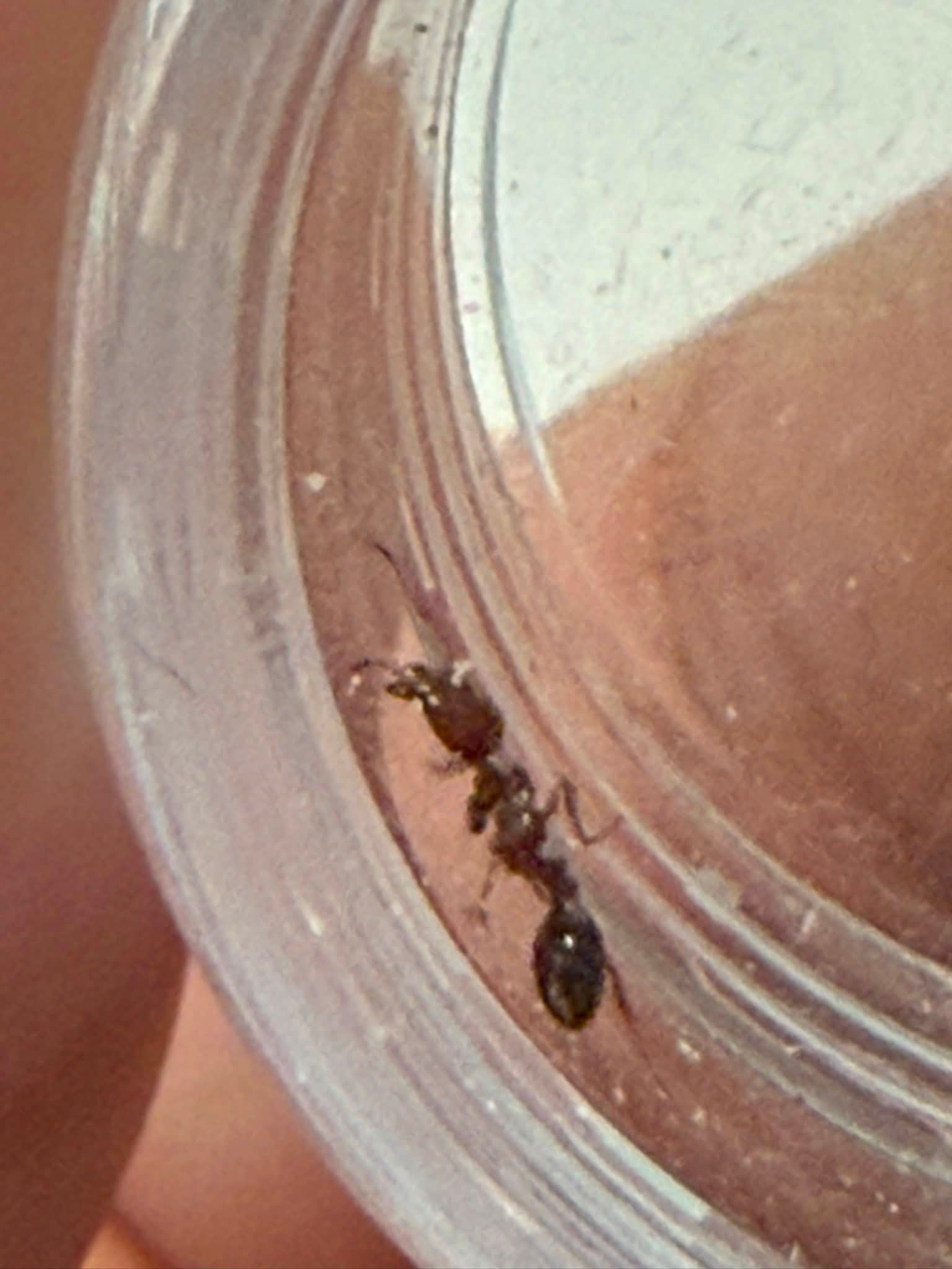 What are these bugs in my San Antonio, TX house?