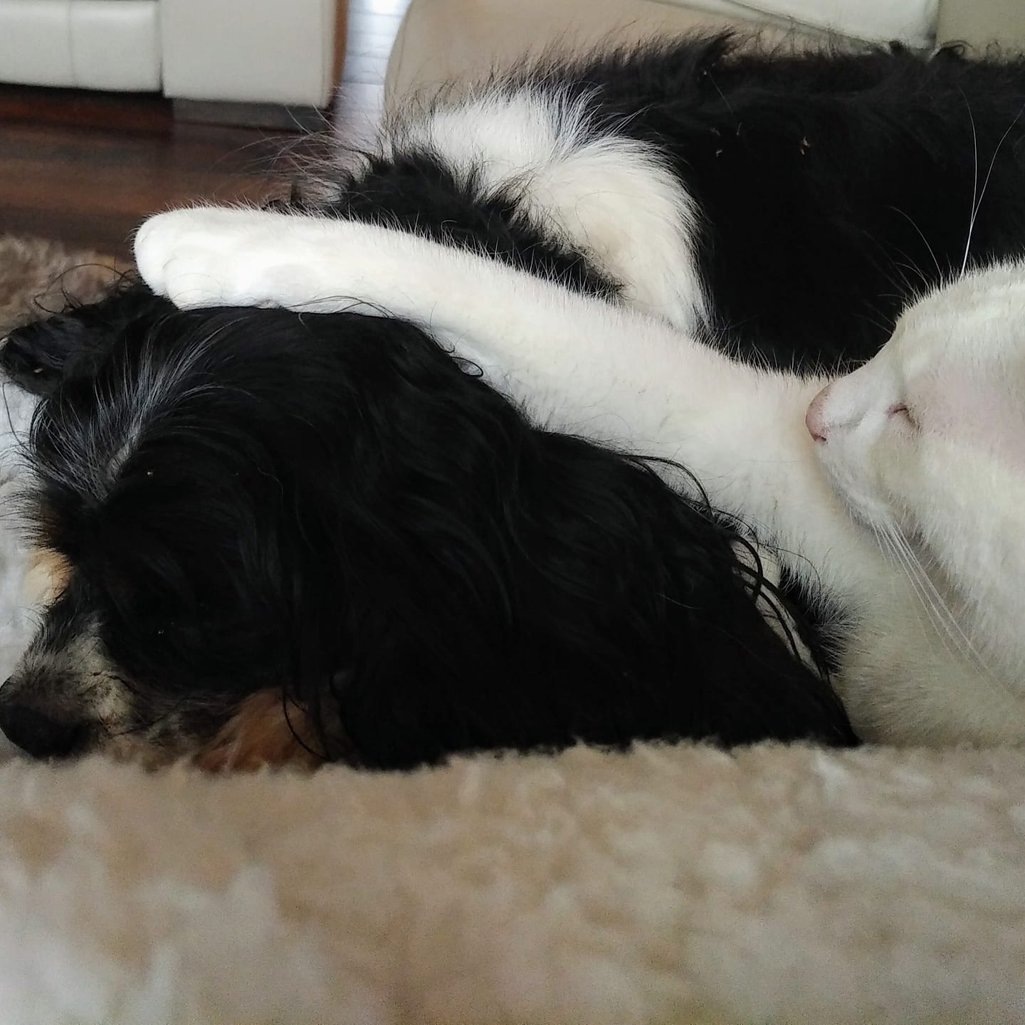 Dog Anxiety | Hello! My dogs been on sertraline (zoloft) for a 6 weeks ...