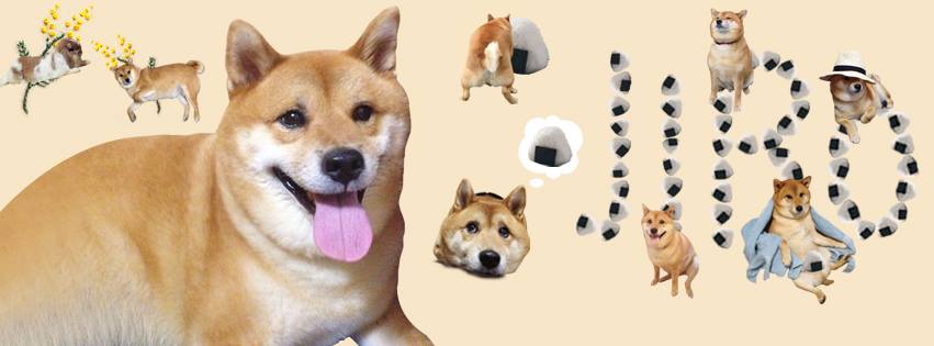 Shiba Inu Jiro/ 柴犬ジロー (@ShibaInuJiro) • Facebook