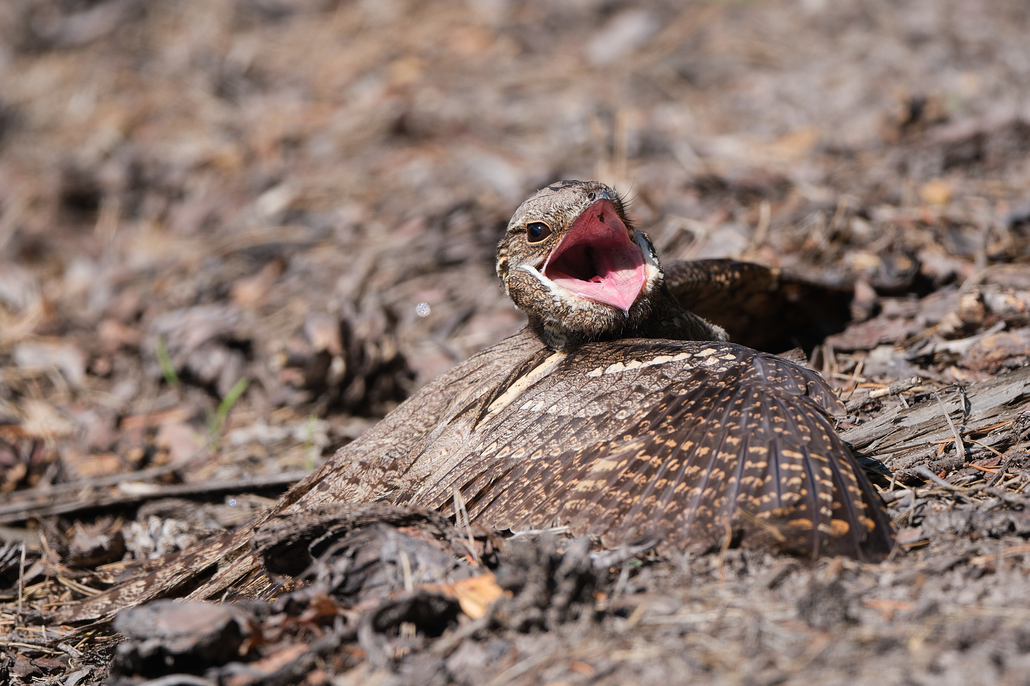 Lelek / Nightjar X-H2 + Fujinon 500mm F5.6, 1/800s, ISO-250 Poland