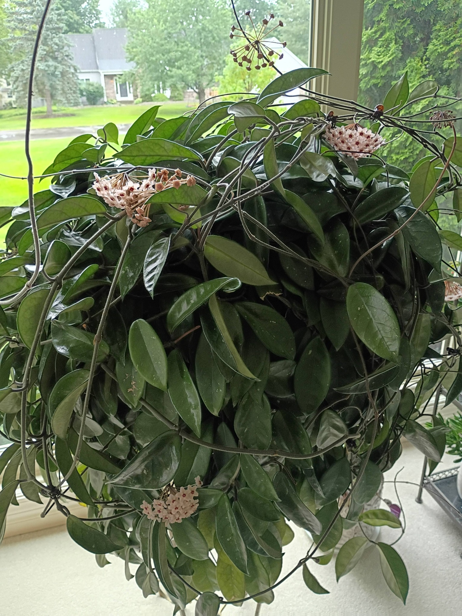 Finally getting a lot of flowers