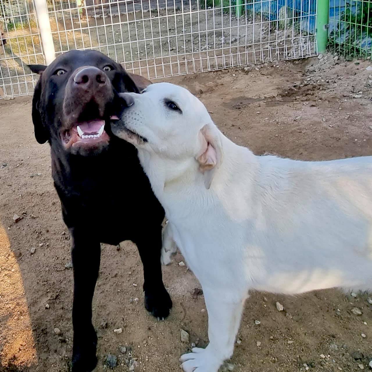 นี่หล่อน อย่ามาหอมแก้ม จุ๊บปาก... - Dobby Bambii labrador | Facebook