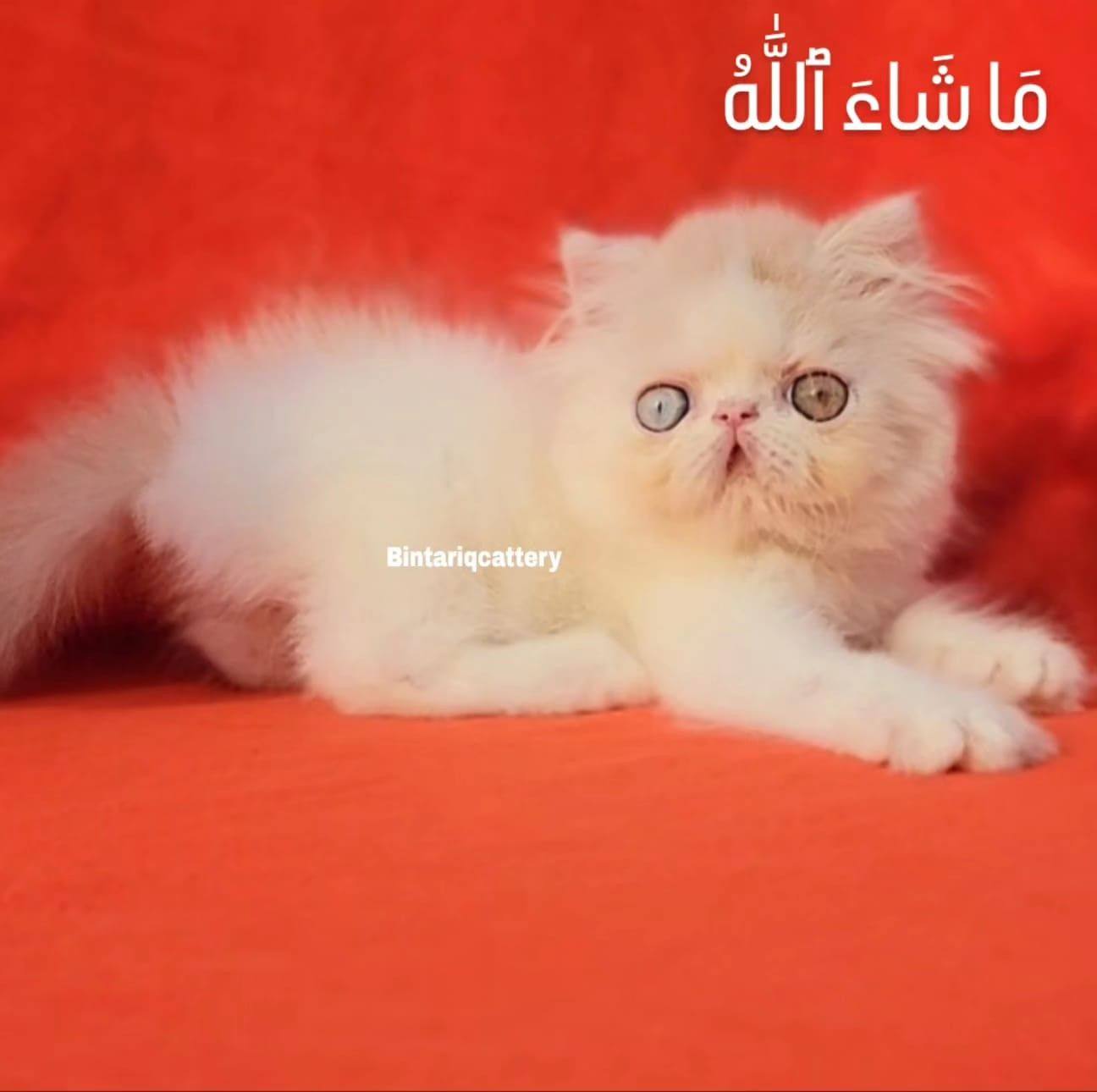A stunning Dilute Calico Persian Exotic kitten with a beautiful blend ...