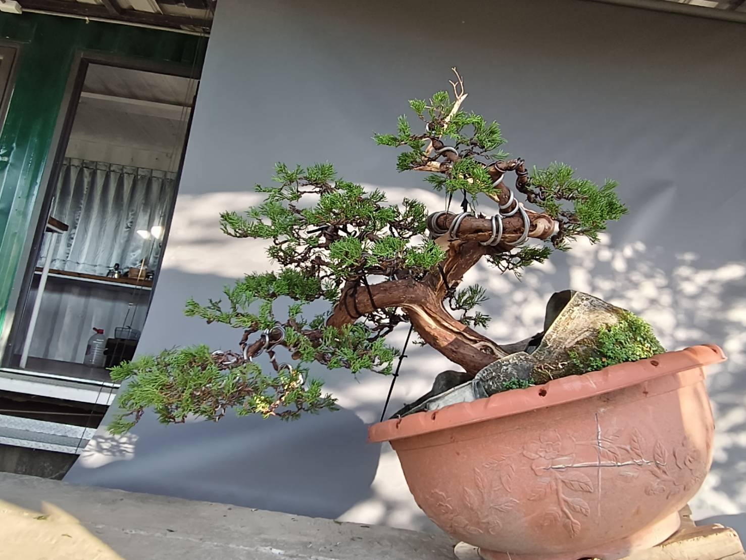 黃金縮緬葛縮緬葛裡面，黃金縮緬葛是我最喜愛的品種。 翠綠的葉色更顯