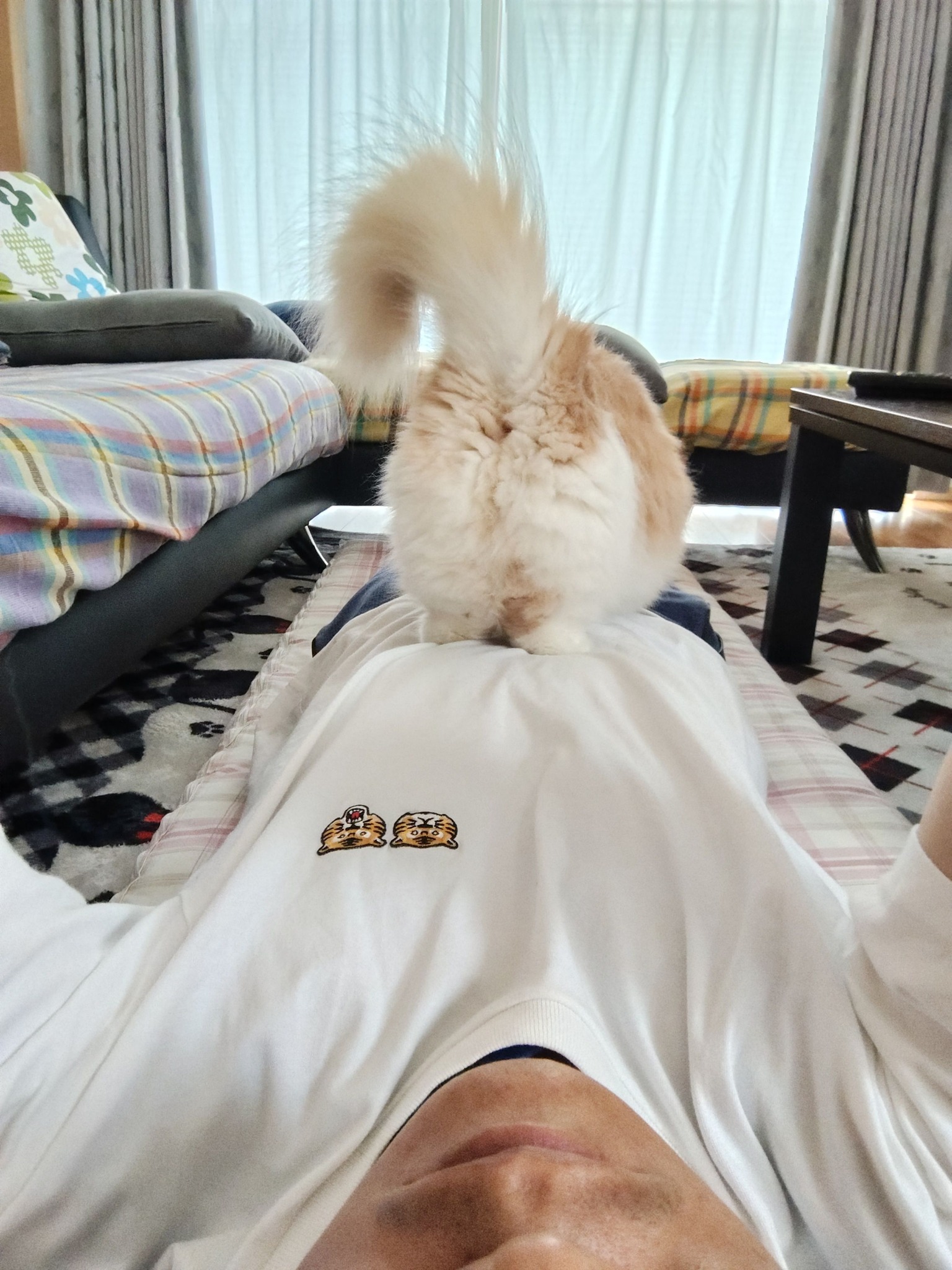 出張中でめい茶々に会えない寂しさは過去の画像で自分を慰めるのです 