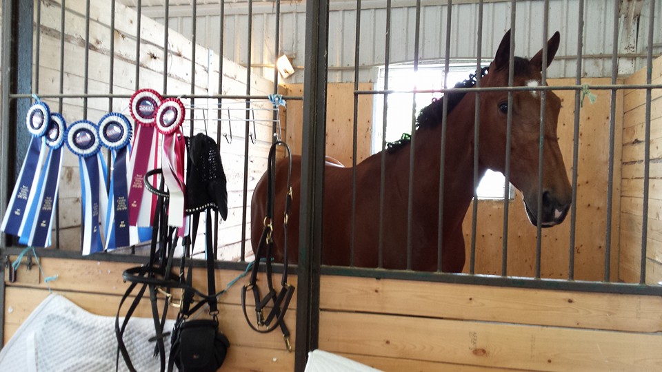Xenora Horse Empowerment | Acton ON