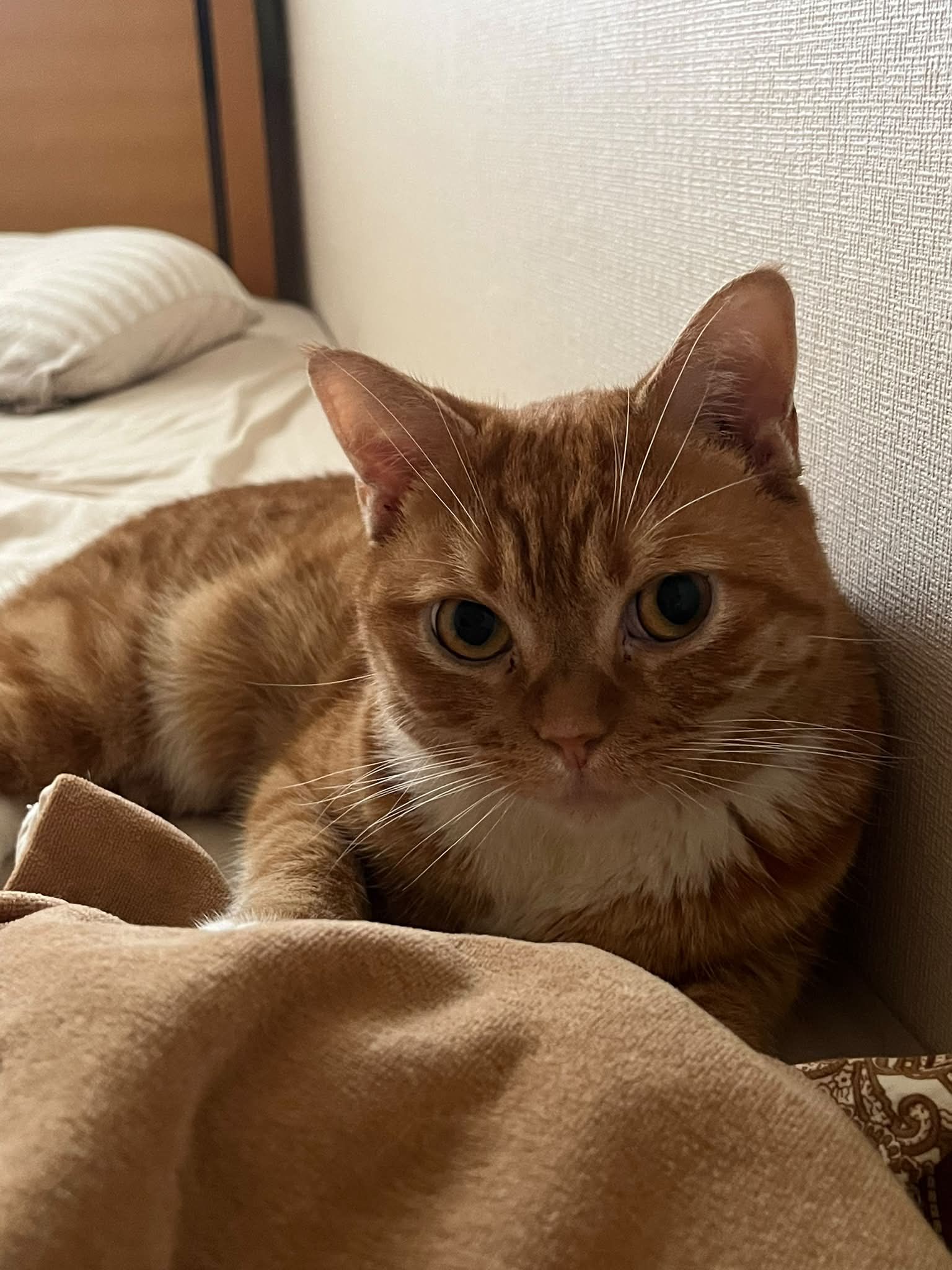 茶トラだよ！全員集合！