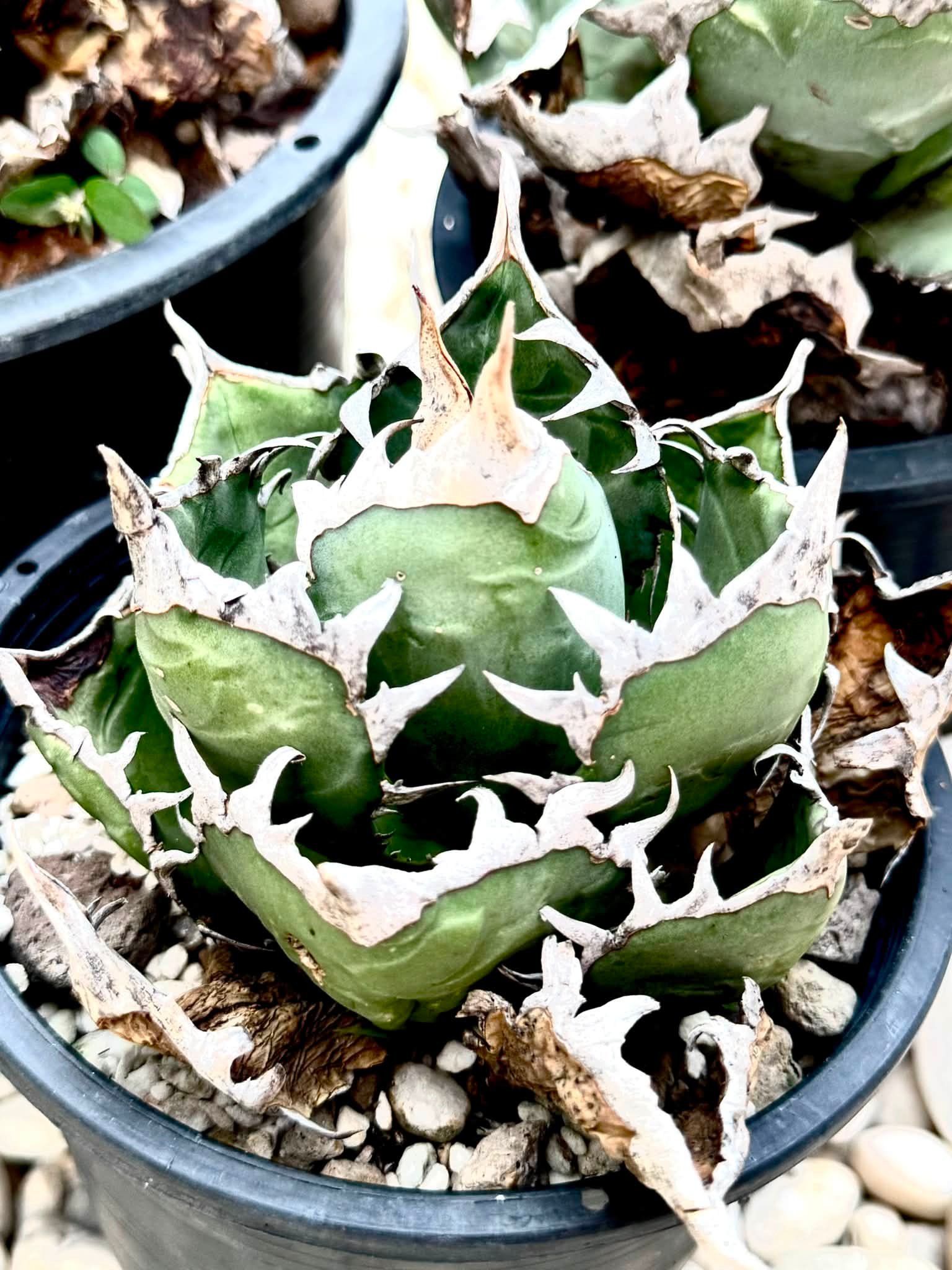 Agave oteroi from Oaxaca