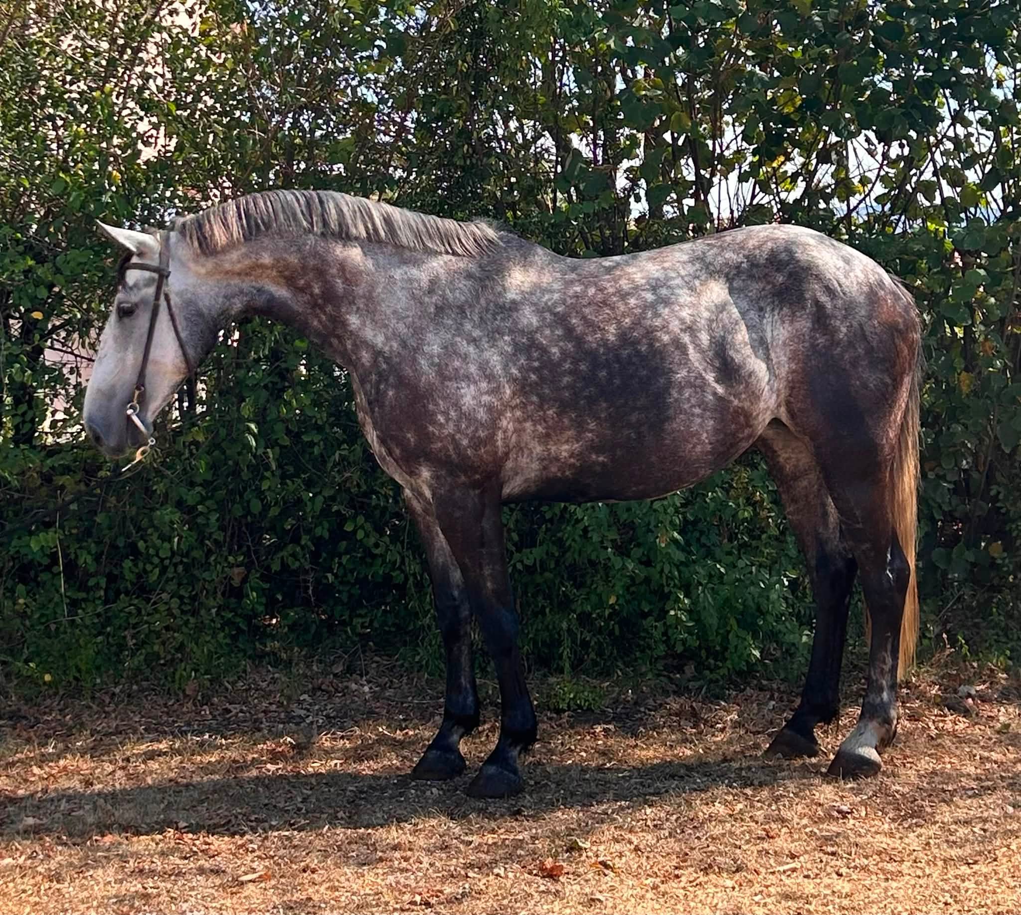 Frisian x Angloarab mare for sale in Slovenia