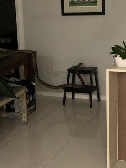 INTRUDER At 1AM in... - Sunshine Coast Snake Catchers 24/7