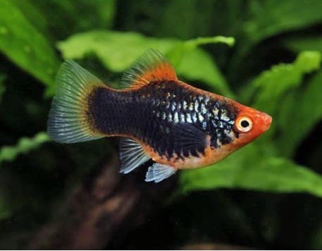 Aquanostalgie - Hemigrammus bleheri Nom commun : Nez Rouge, Tétra à ...