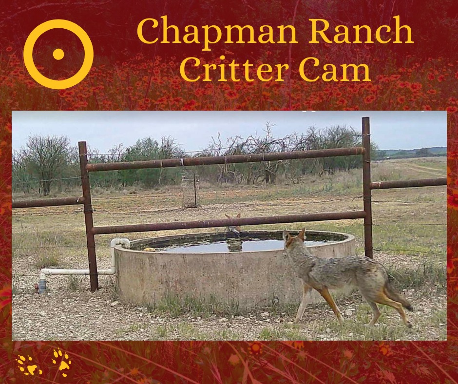 Chapman Ranch | Sabinal TX