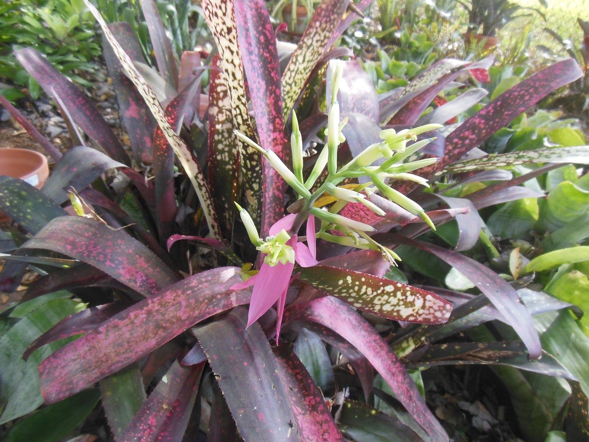 Billbergia Virginia. A wonderful compact.. and tough Billy.
