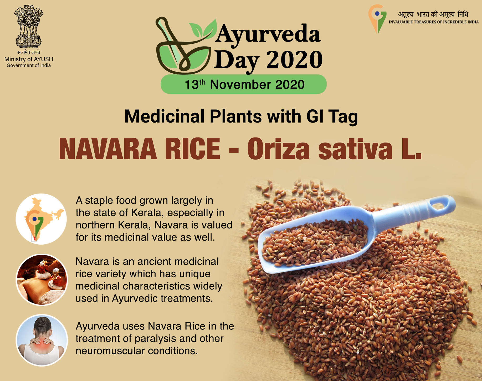 India - Navara Rice Oriza sativa L. “Navara Rice”, known as ...