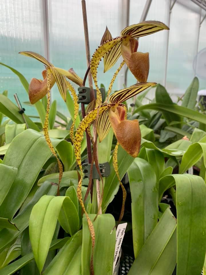 ［洋蘭原種］Paphiopedilum sanderianum x sib Paphiopedilum Shin Yi Spring (Taiwan x sanderianum)