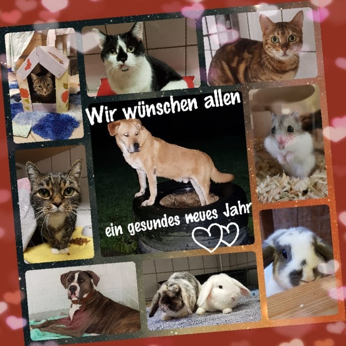 Tierheim Herne Wanne Accueil Facebook