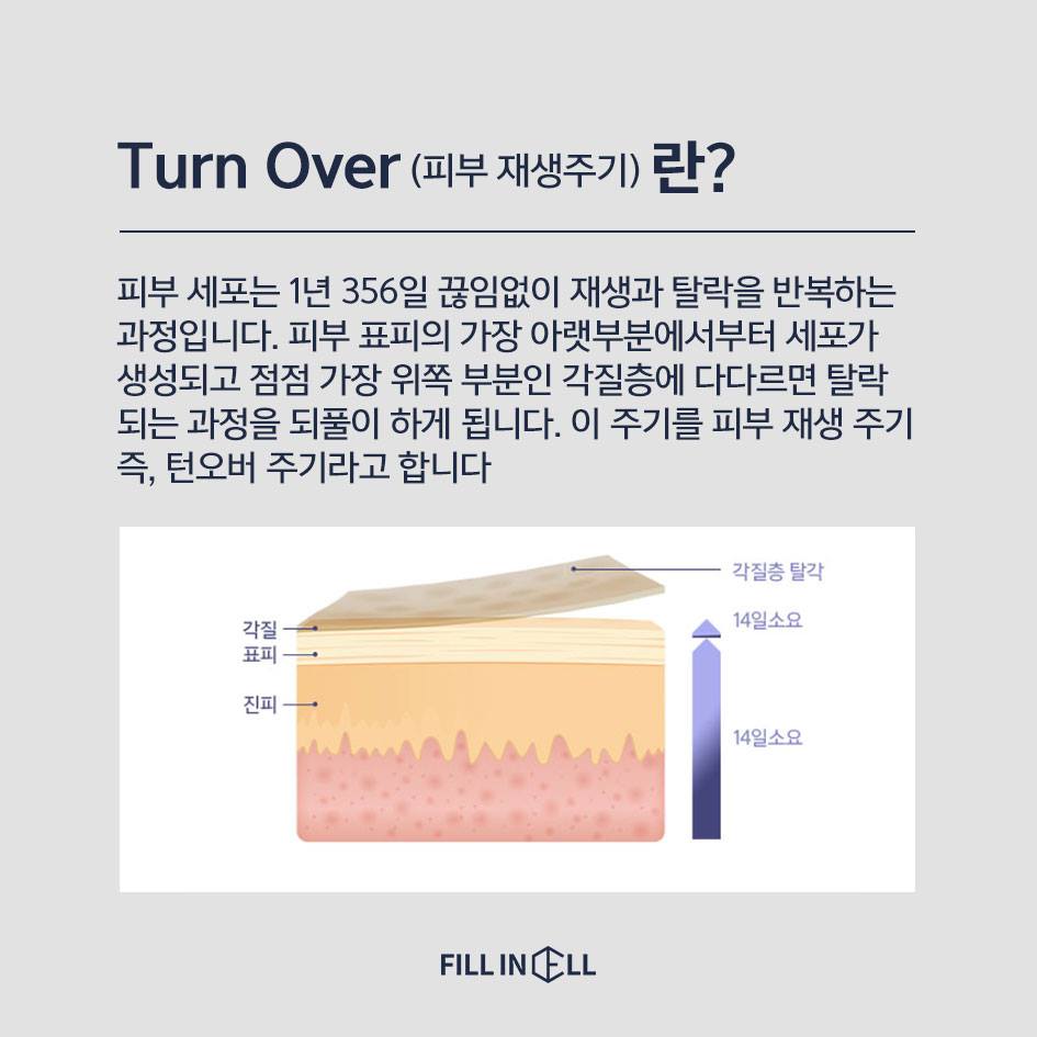 세포 재생 주기