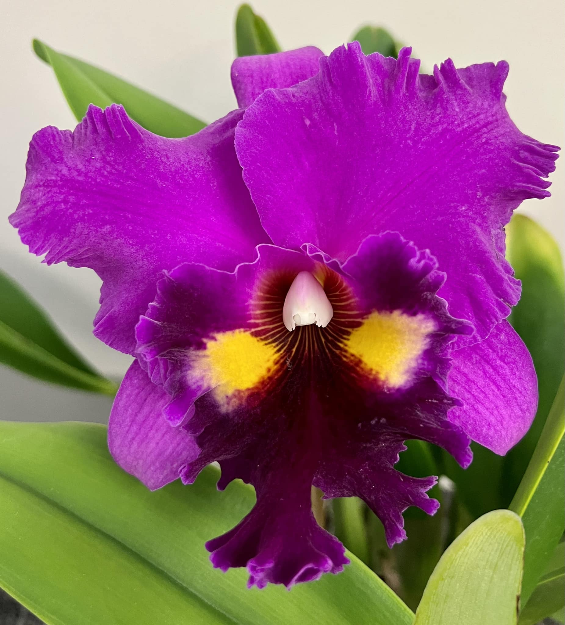 Rlc. Star Parade 'Volcano Queen'. A reliable bloomer 2-3 times