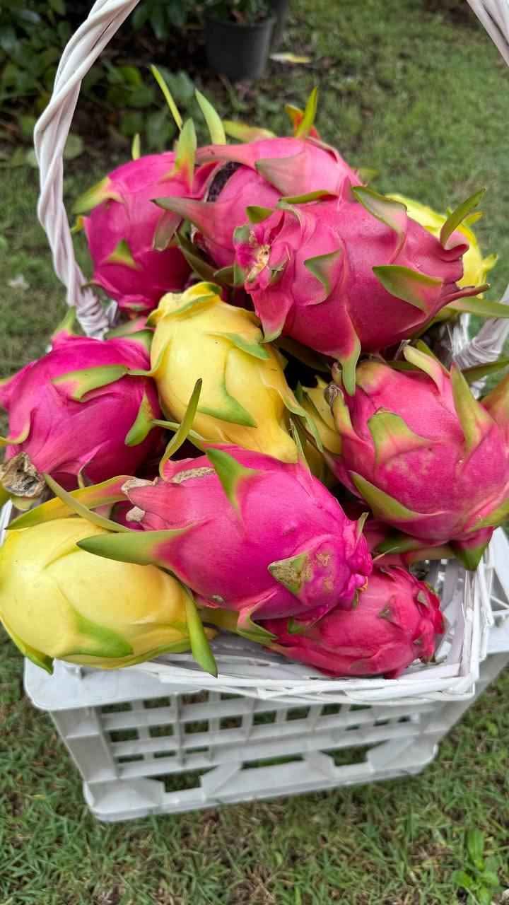 Dragon Fruit Cuttings - 10-12 Inch Size, Multiple Varieties, Ready To Grow - Organic Hylocereus Cactus