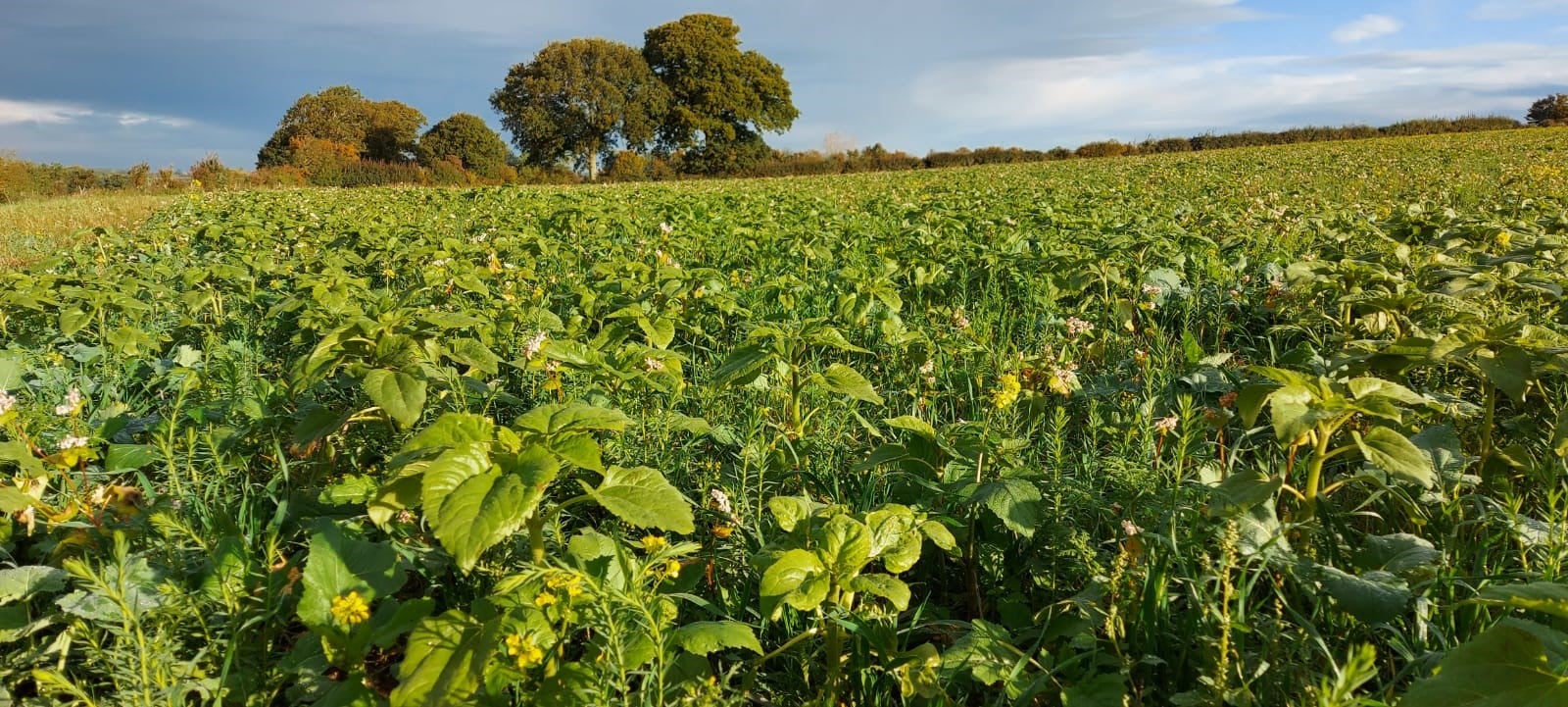 Our multi-species cover crop is... - Springfield Farms | Facebook