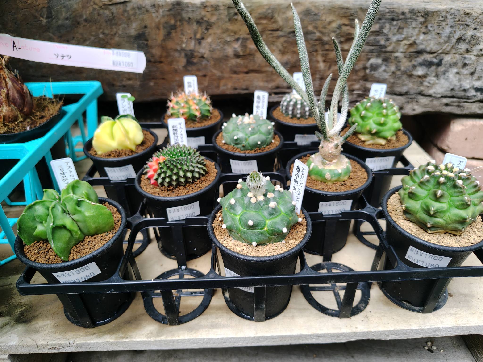 多肉植物