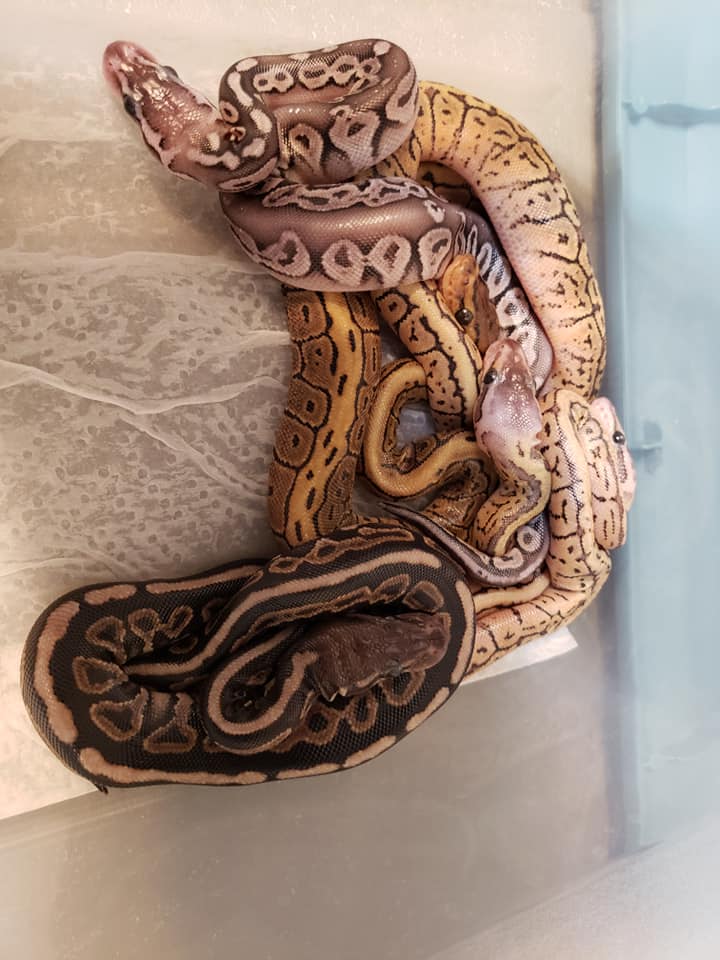 Painted Pythons