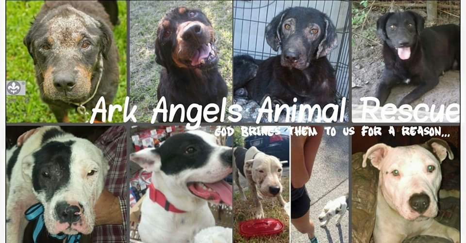 Ark Angels Animal Rescue added... - Ark Angels Animal Rescue
