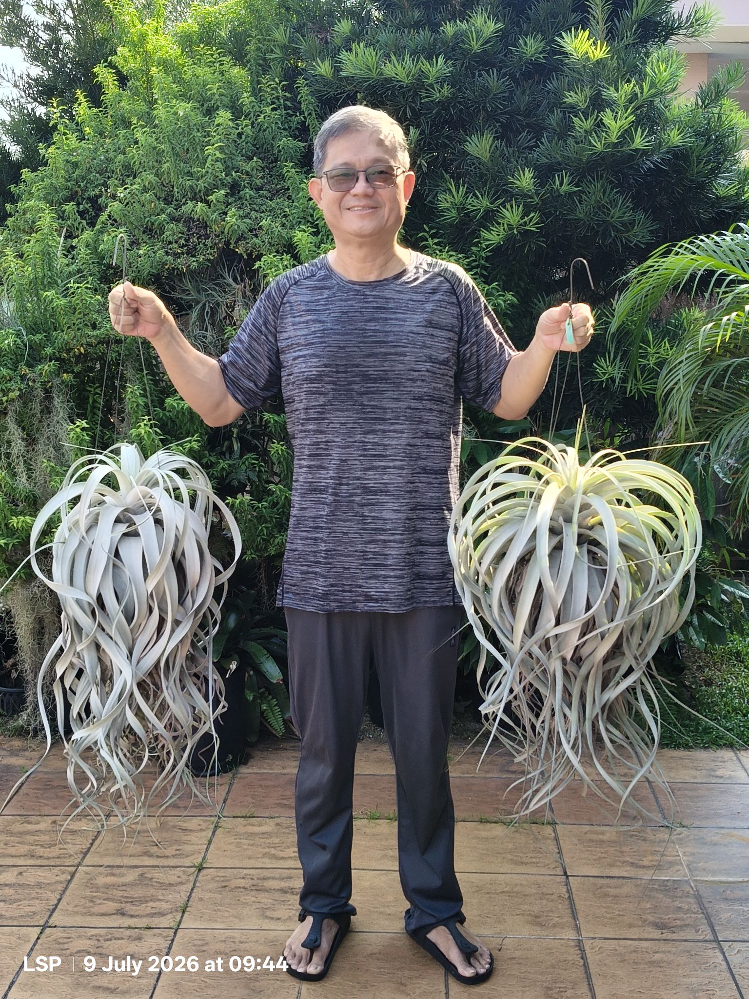 Tillandsia krukoffiana. Big specimen.